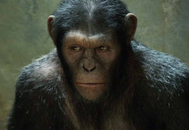 Rise-of-the-Planet-of-the-Apes-2011_gallery_primary